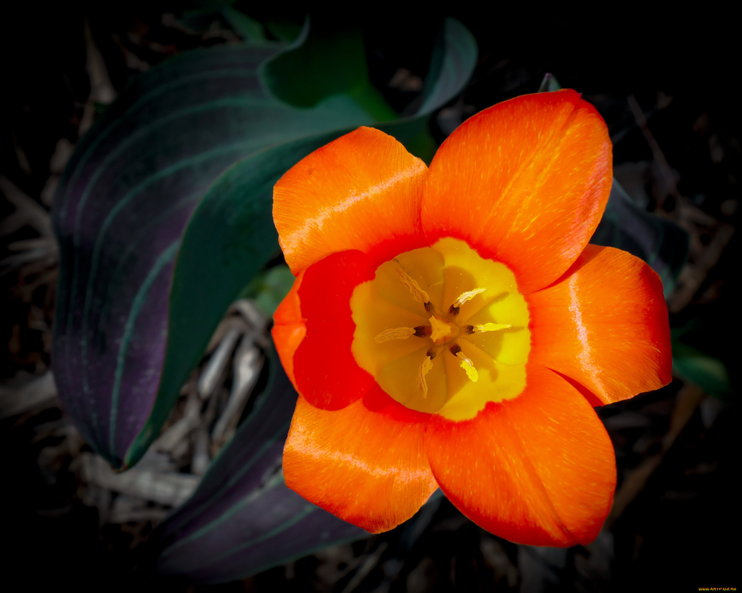kaufmanniana tulip, , , kaufmanniana, tulip
